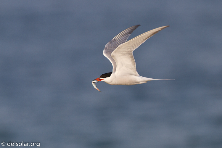 Canon EOS 7D  --  500 mm  --  EF500mm f/4L IS USM  