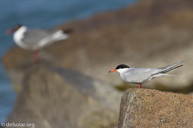Canon EOS 7D  --  500 mm  --  EF500mm f/4L IS USM  