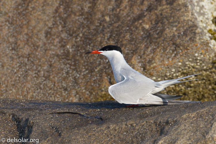 Canon EOS 7D  --  500 mm  --  EF500mm f/4L IS USM  