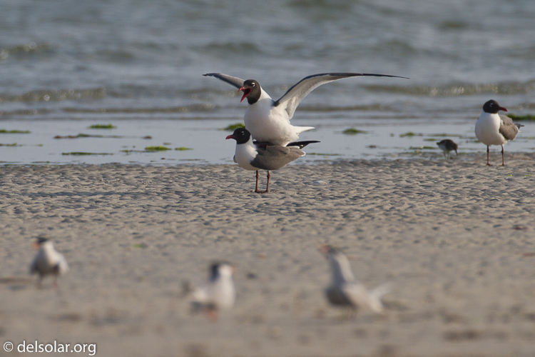 Canon EOS 7D  --  500 mm  --  EF500mm f/4L IS USM  