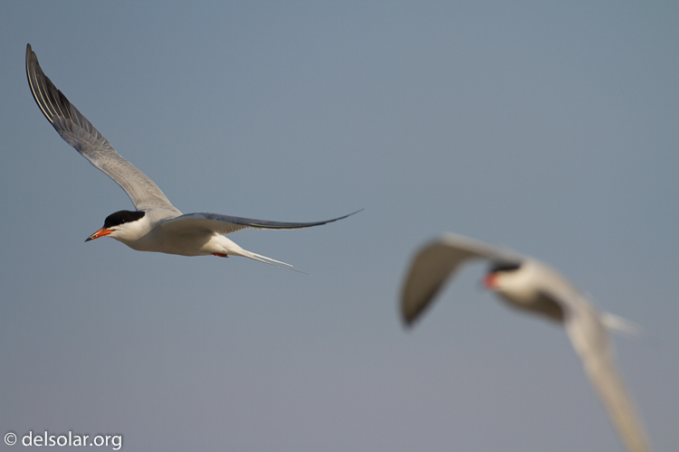 Canon EOS 7D  --  500 mm  --  EF500mm f/4L IS USM  