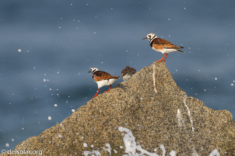 Canon EOS 7D  --  500 mm  --  EF500mm f/4L IS USM  