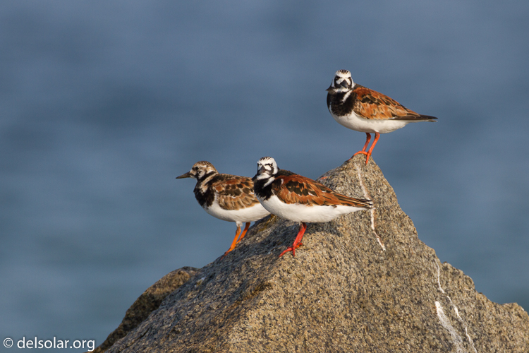 Canon EOS 7D  --  500 mm  --  EF500mm f/4L IS USM  