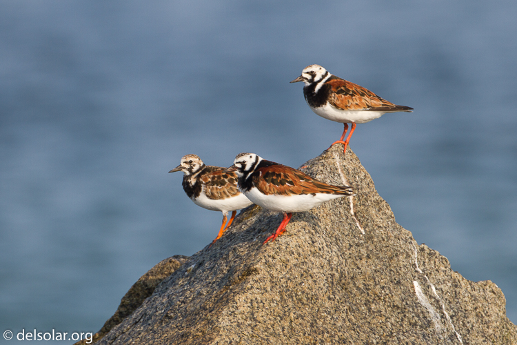 Canon EOS 7D  --  500 mm  --  EF500mm f/4L IS USM  