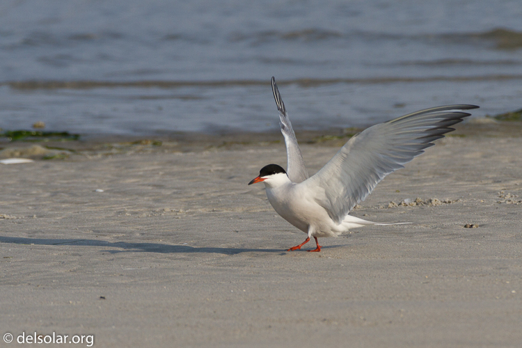 Canon EOS 7D  --  500 mm  --  EF500mm f/4L IS USM  