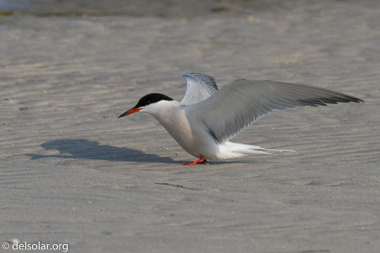 Canon EOS 7D  --  500 mm  --  EF500mm f/4L IS USM  