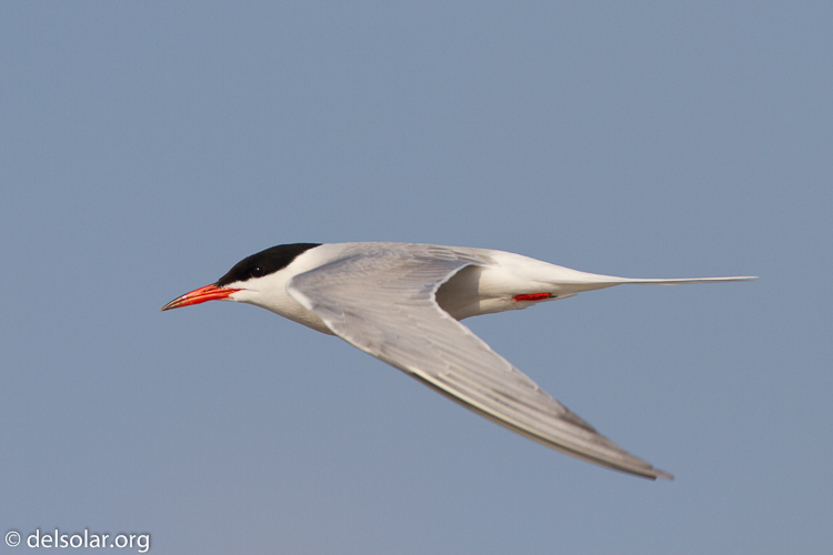 Canon EOS 7D  --  500 mm  --  EF500mm f/4L IS USM  