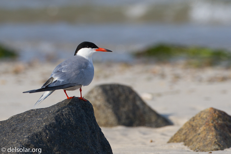 Canon EOS 7D  --  500 mm  --  EF500mm f/4L IS USM  