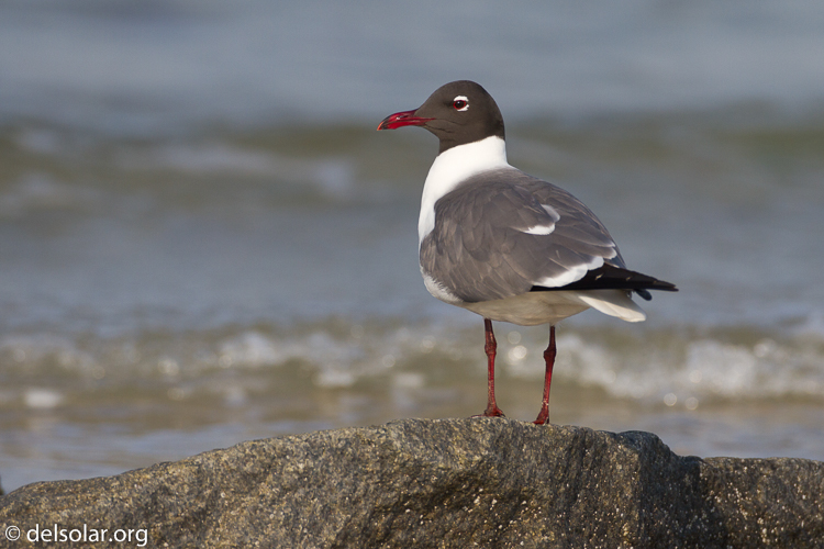 Canon EOS 7D  --  500 mm  --  EF500mm f/4L IS USM  