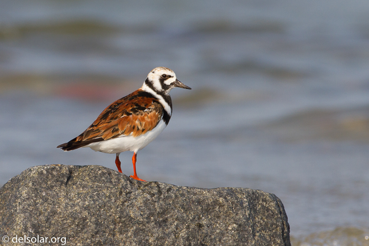 Canon EOS 7D  --  500 mm  --  EF500mm f/4L IS USM  