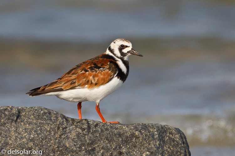 Canon EOS 7D  --  500 mm  --  EF500mm f/4L IS USM  