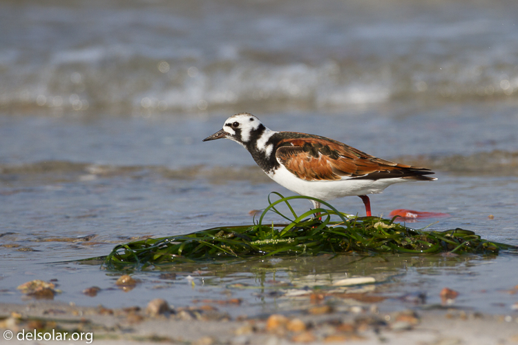 Canon EOS 7D  --  500 mm  --  EF500mm f/4L IS USM  