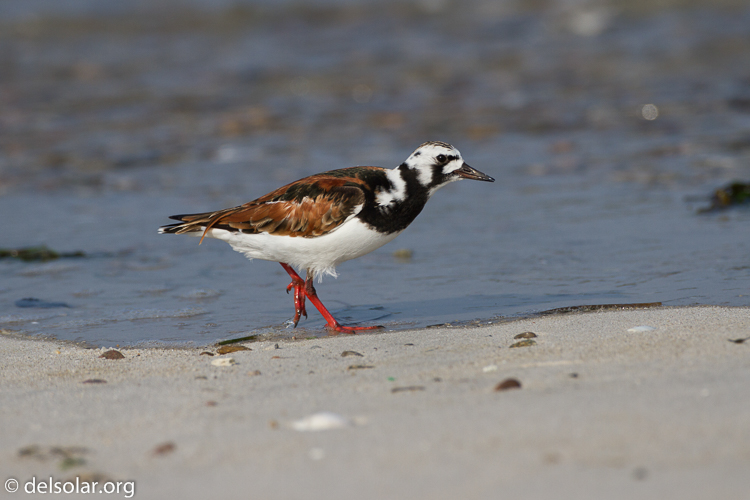 Canon EOS 7D  --  500 mm  --  EF500mm f/4L IS USM  