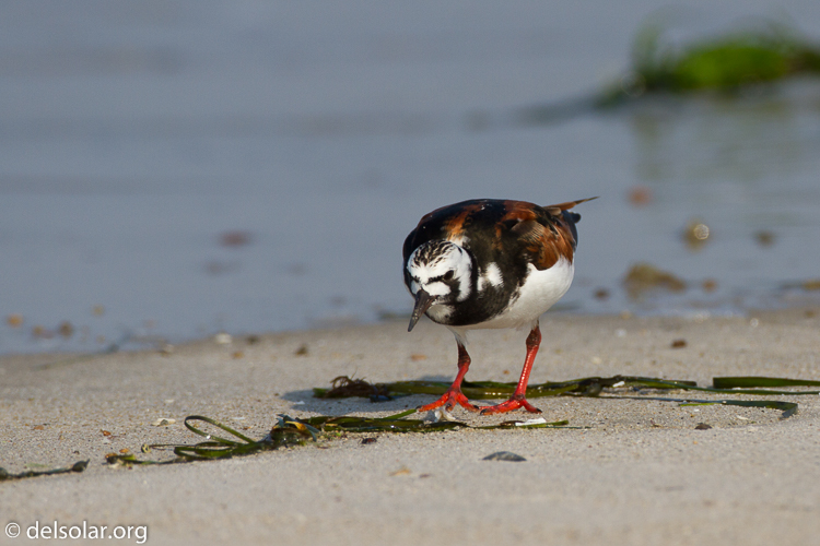 Canon EOS 7D  --  500 mm  --  EF500mm f/4L IS USM  