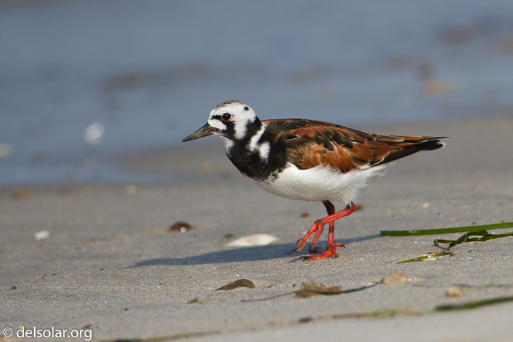 Canon EOS 7D  --  500 mm  --  EF500mm f/4L IS USM  