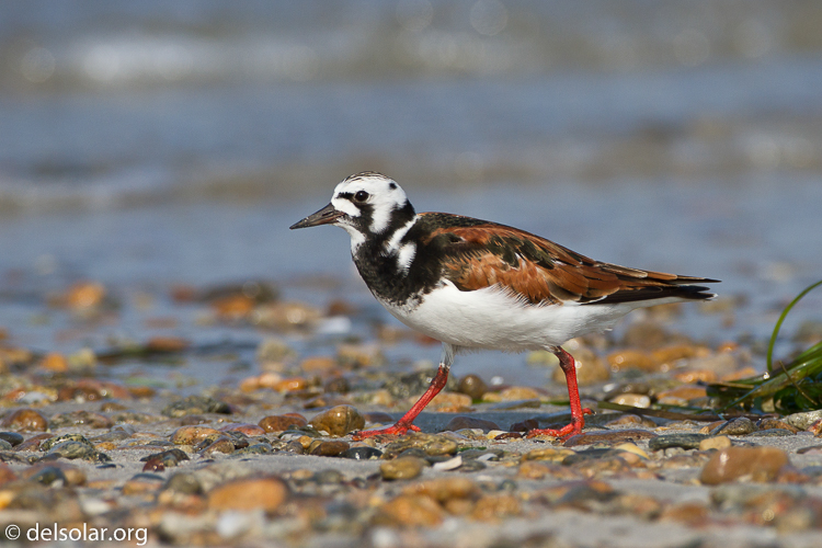 Canon EOS 7D  --  500 mm  --  EF500mm f/4L IS USM  