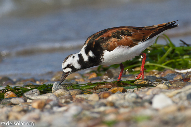 Canon EOS 7D  --  500 mm  --  EF500mm f/4L IS USM  