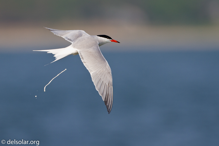 Canon EOS 7D  --  500 mm  --  EF500mm f/4L IS USM  