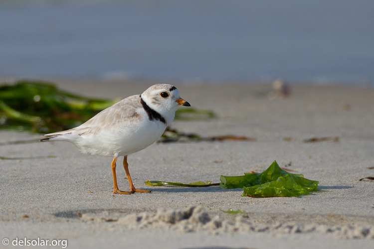 Canon EOS 7D  --  500 mm  --  EF500mm f/4L IS USM  