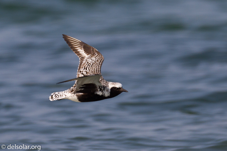 Canon EOS 7D  --  500 mm  --  EF500mm f/4L IS USM  