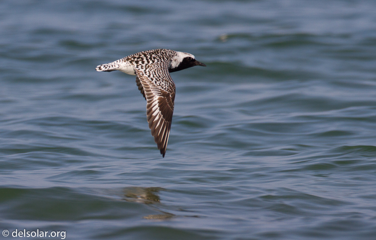 Canon EOS 7D  --  500 mm  --  EF500mm f/4L IS USM  