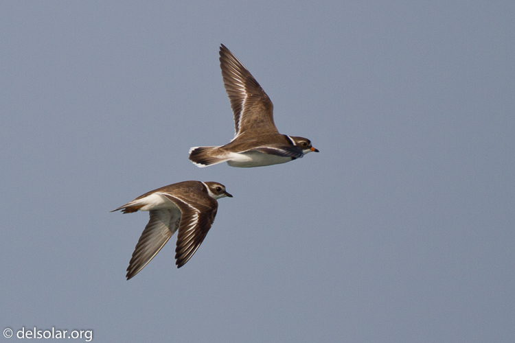 Canon EOS 7D  --  500 mm  --  EF500mm f/4L IS USM  