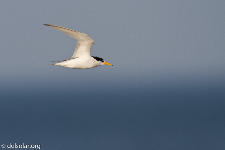 Canon EOS 7D  --  500 mm  --  EF500mm f/4L IS USM  