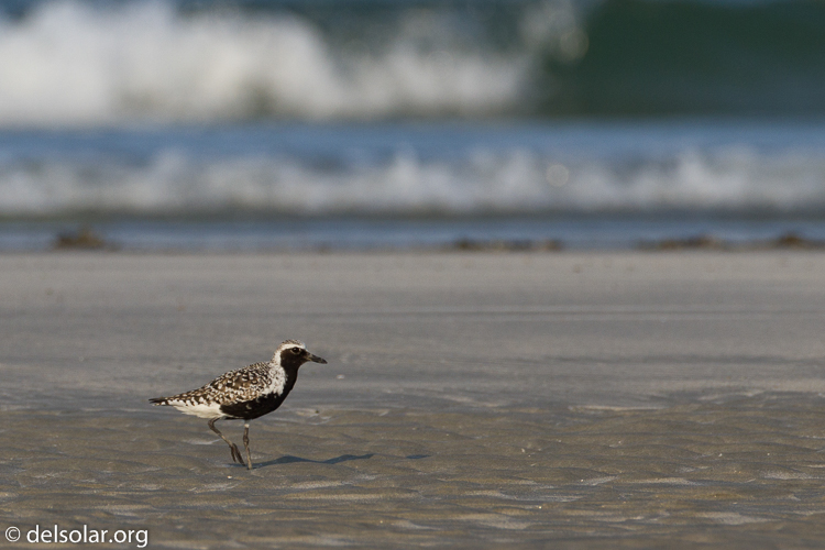 Canon EOS 7D  --  500 mm  --  EF500mm f/4L IS USM  