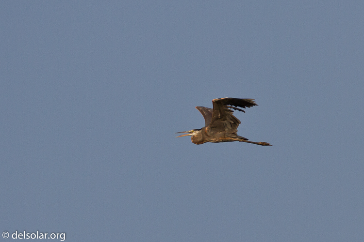 Canon EOS 7D  --  500 mm  --  EF500mm f/4L IS USM  