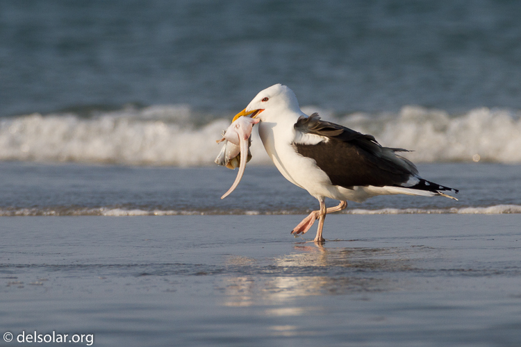 Canon EOS 7D  --  500 mm  --  EF500mm f/4L IS USM  