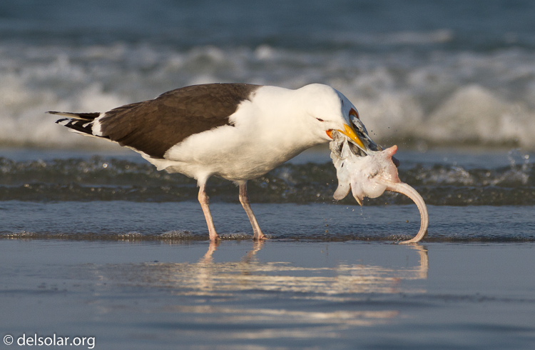 Canon EOS 7D  --  500 mm  --  EF500mm f/4L IS USM  