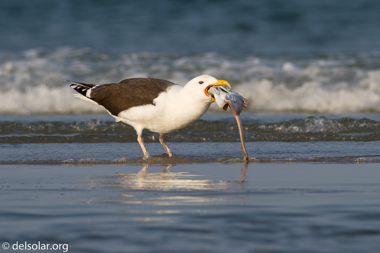 Canon EOS 7D  --  500 mm  --  EF500mm f/4L IS USM  