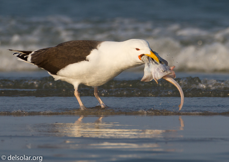 Canon EOS 7D  --  500 mm  --  EF500mm f/4L IS USM  