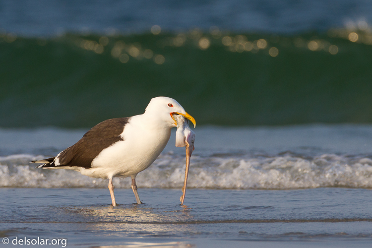 Canon EOS 7D  --  500 mm  --  EF500mm f/4L IS USM  