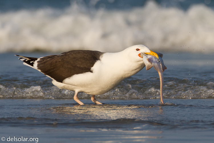 Canon EOS 7D  --  500 mm  --  EF500mm f/4L IS USM  