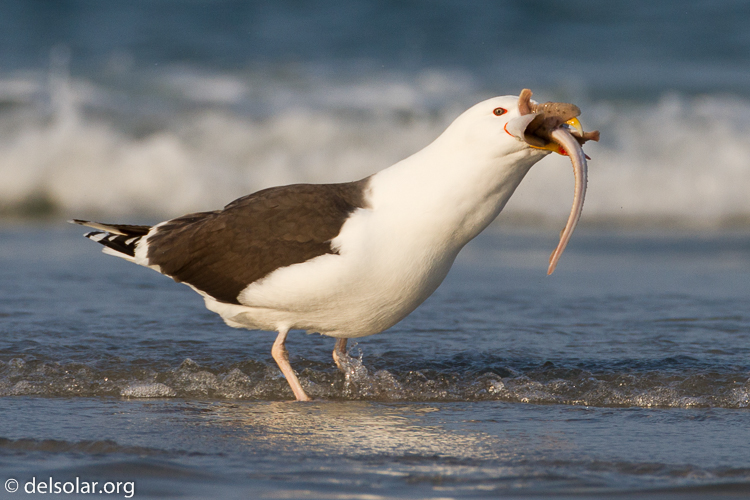 Canon EOS 7D  --  500 mm  --  EF500mm f/4L IS USM  