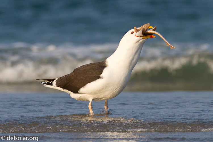 Canon EOS 7D  --  500 mm  --  EF500mm f/4L IS USM  