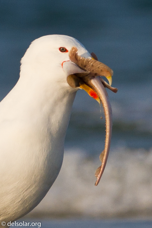 Canon EOS 7D  --  500 mm  --  EF500mm f/4L IS USM  