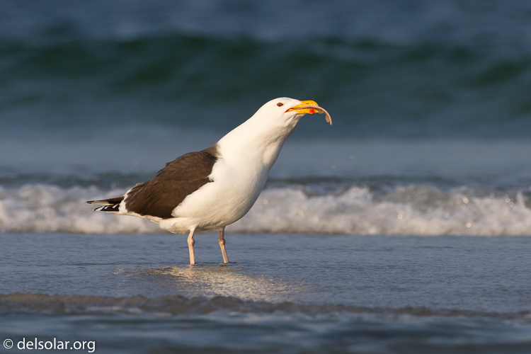 Canon EOS 7D  --  500 mm  --  EF500mm f/4L IS USM  