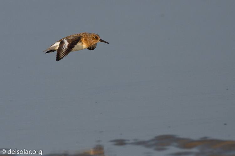 Canon EOS 7D  --  500 mm  --  EF500mm f/4L IS USM  