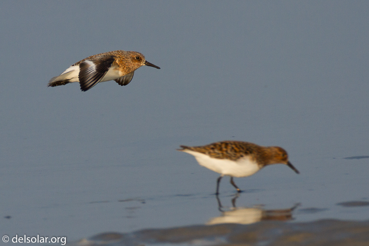 Canon EOS 7D  --  500 mm  --  EF500mm f/4L IS USM  