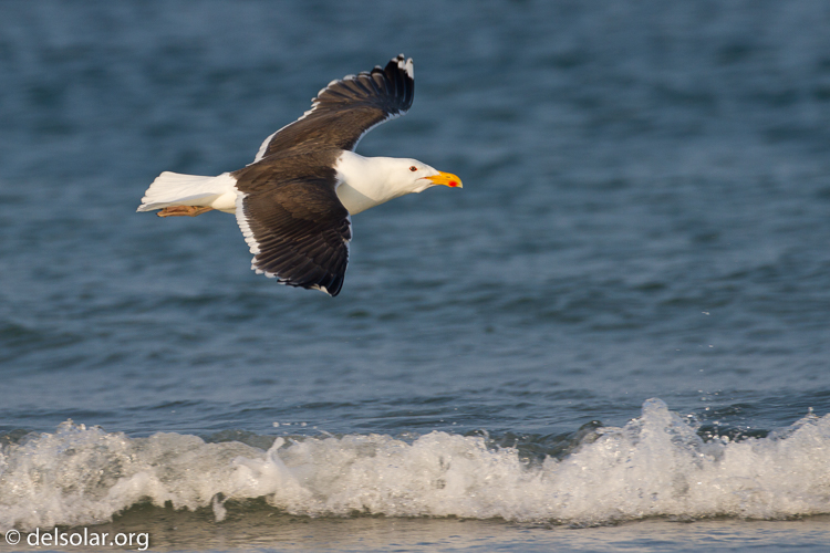 Canon EOS 7D  --  500 mm  --  EF500mm f/4L IS USM  