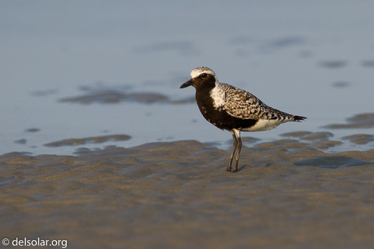 Canon EOS 7D  --  500 mm  --  EF500mm f/4L IS USM  