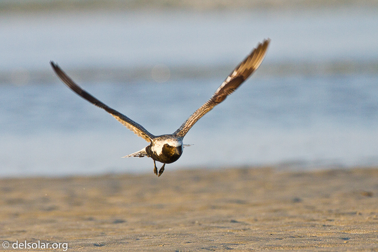 Canon EOS 7D  --  500 mm  --  EF500mm f/4L IS USM  