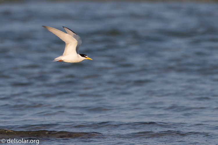 Canon EOS 7D  --  500 mm  --  EF500mm f/4L IS USM  