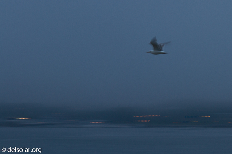 Canon EOS 7D  --  78 mm  --  EF70-200mm f/4L USM  