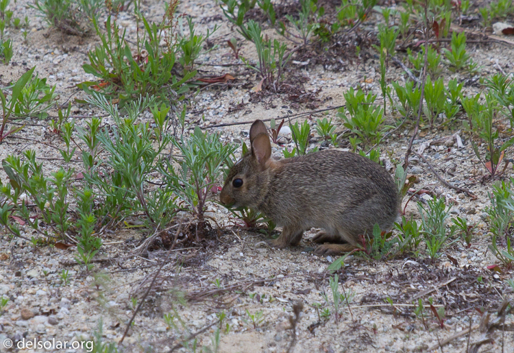 Canon EOS 7D  --  200 mm  --  EF70-200mm f/4L USM  
