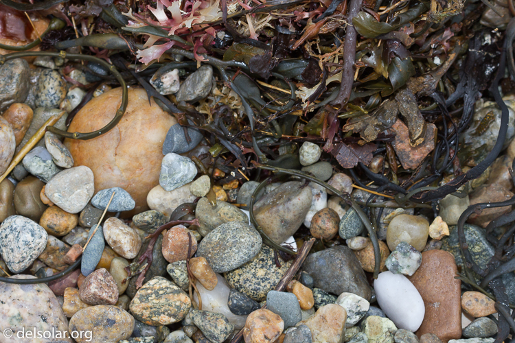 Canon EOS 7D  --  100 mm  --  EF100mm f/2.8 Macro USM  