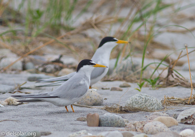 Canon EOS 7D  --  400 mm  --  EF400mm f/5.6L USM  