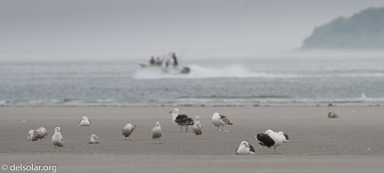 Canon EOS 7D  --  400 mm  --  EF400mm f/5.6L USM  